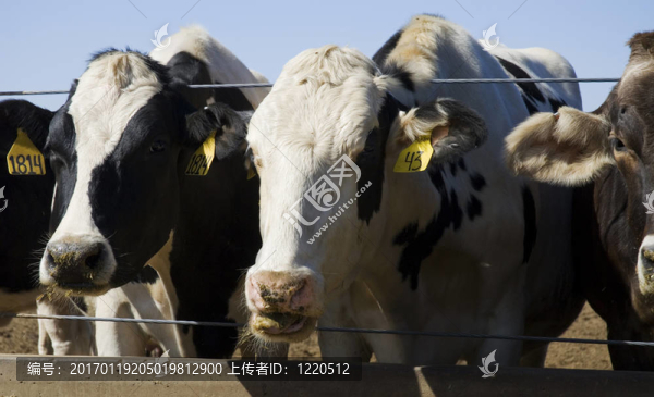 飼養(yǎng)奶牛