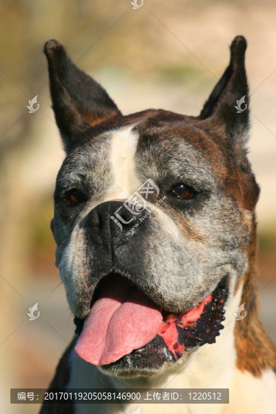 快樂的Boxer,Dog