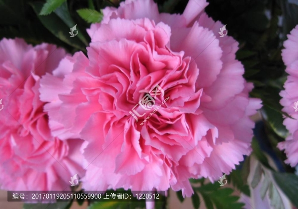 情人節(jié)鮮花
