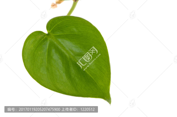 綠色的葉子