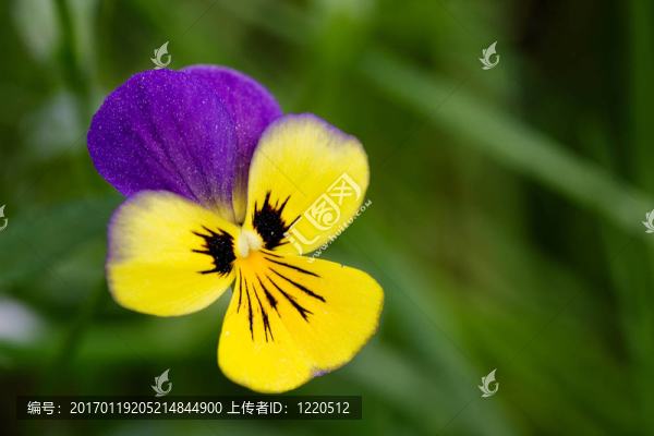 紫色和黃色的花