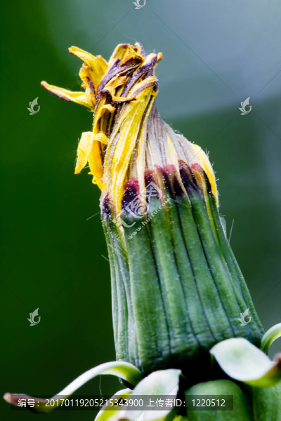 蒲公英的花蕾