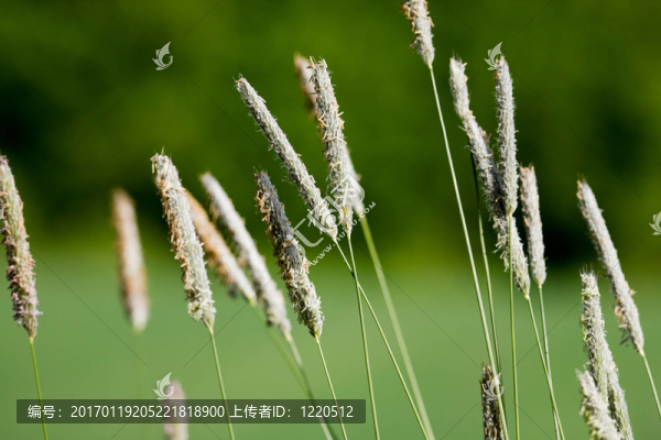 野草的宏