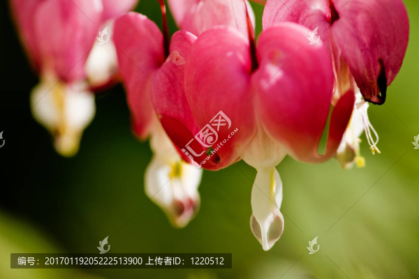 “心臟出血”背景