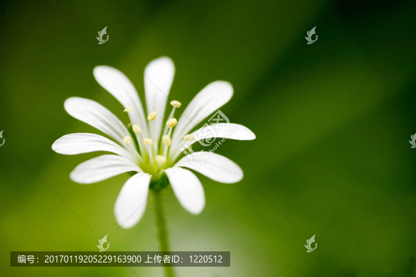 白色花的宏