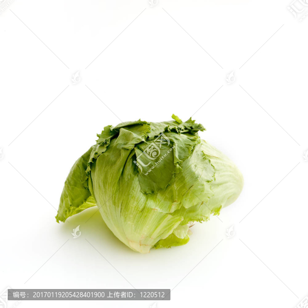 生菜白