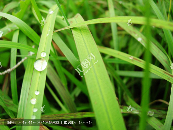 水滴落在草地上