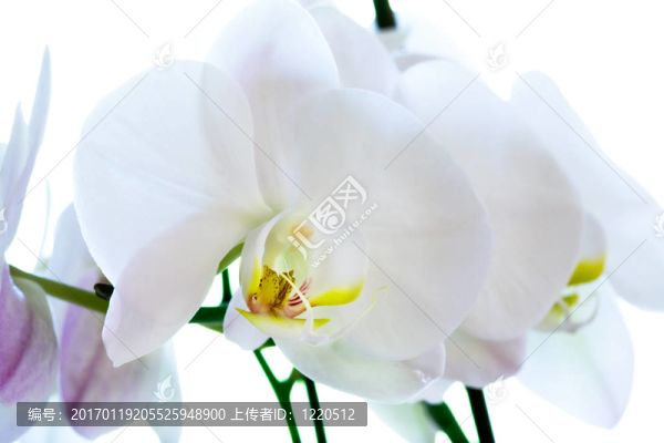 蘭花的宏