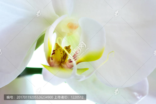 蘭宏