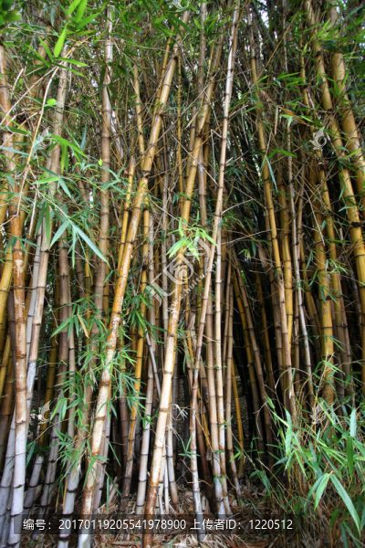 竹林