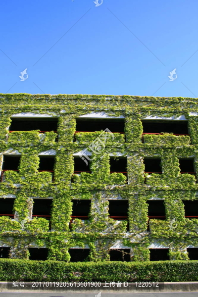 常春藤覆蓋的建筑