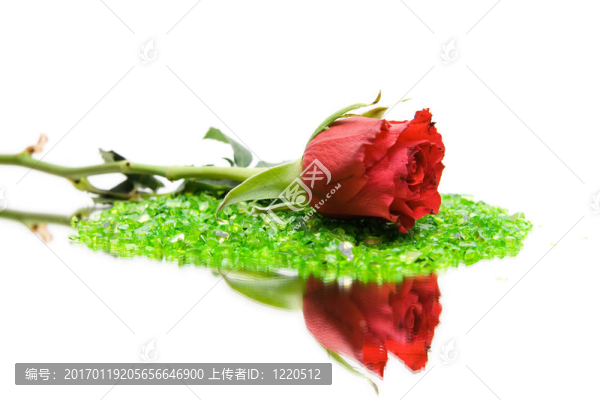 紅玫瑰與分離