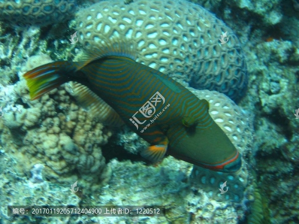 扳機(jī)魚