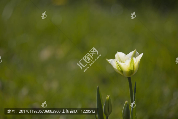 郁金香