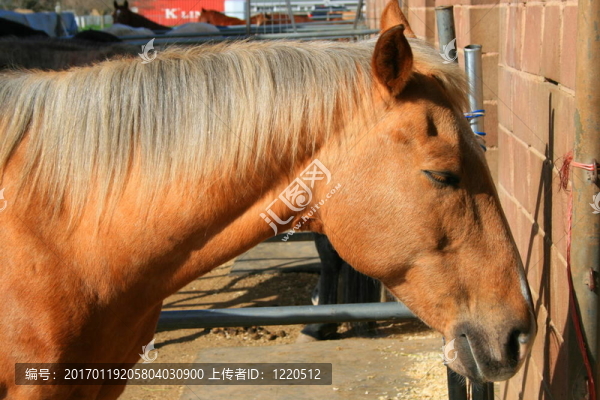 光Brown,Horse