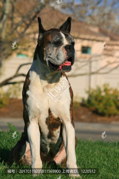 男性拳師犬