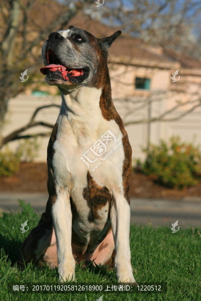 男性拳師犬