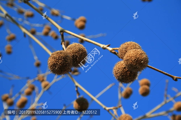 樹的豆莢