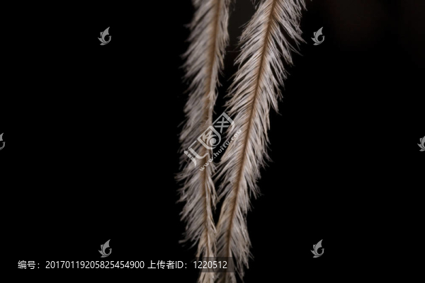 羽毛-匯圖網(wǎng) www.fosd68.com 羽毛