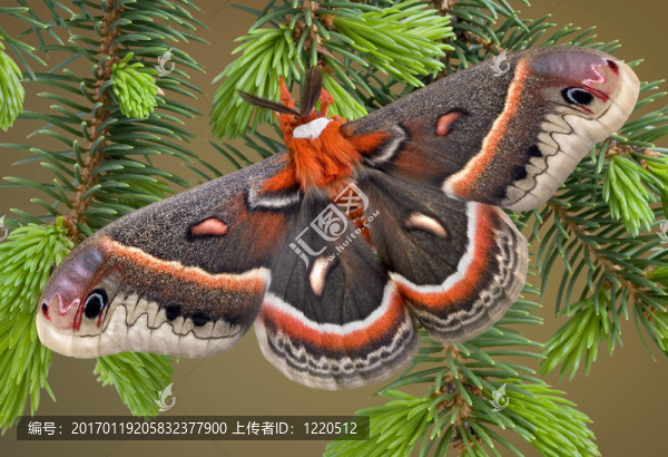 Cecropia,Moth對常綠