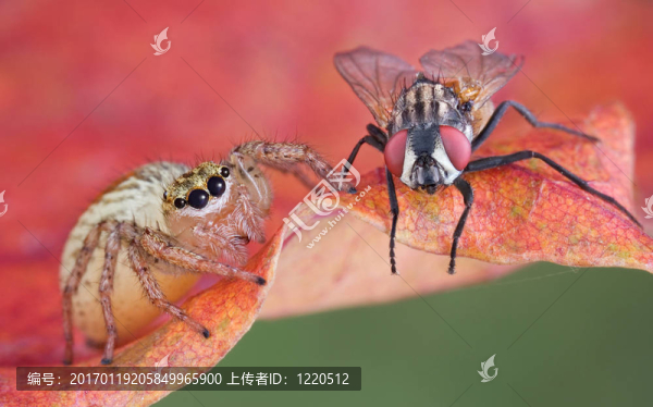 跳蜘蛛近飛