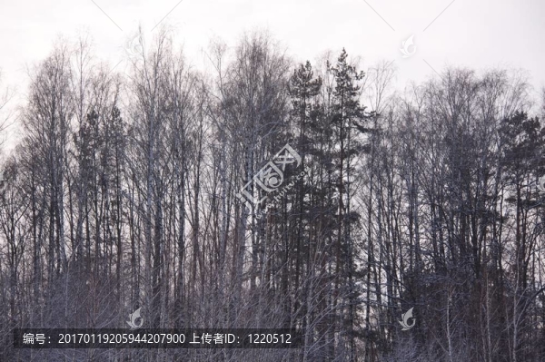 森林里的冬天-匯圖網(wǎng) www.fosd68.com 森林里的冬天