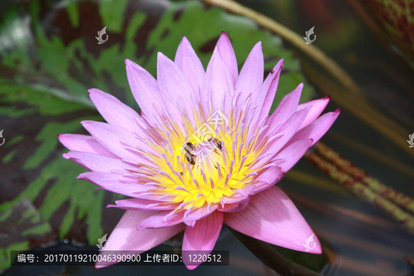 紅蓮與蜜蜂
