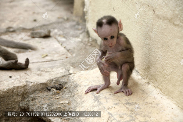 猴子猴寶寶在印度小鎮(zhèn)