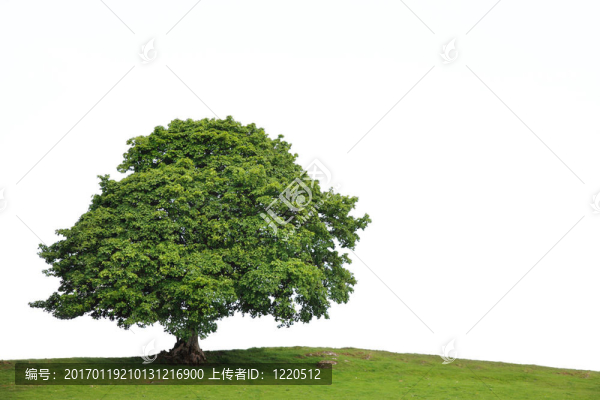 老梧桐樹