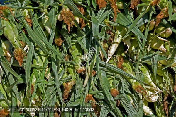 玉米-匯圖網(wǎng) www.fosd68.com 玉米