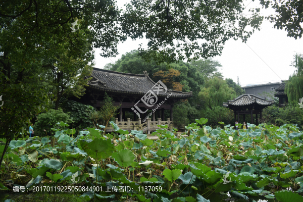 浙江紹興,沈園,殘荷