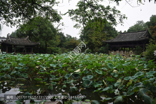 紹興市,沈園,殘荷