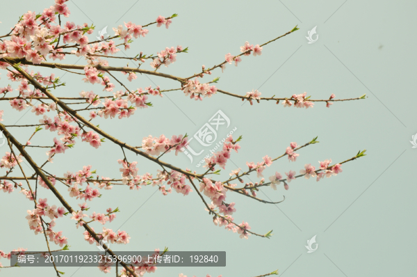 桃花開