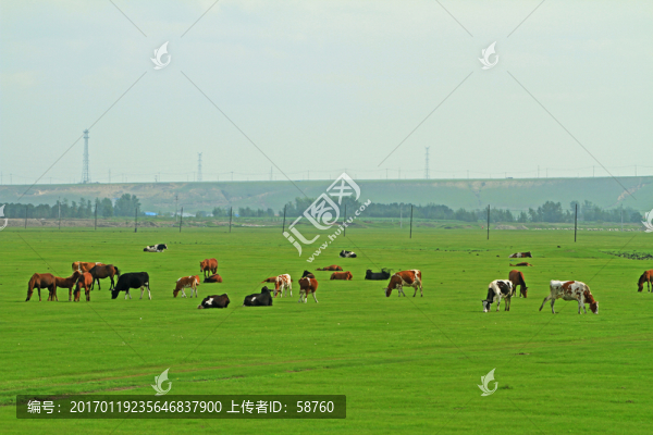 牧場牛群風(fēng)景