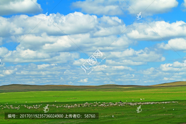 牧場羊群風(fēng)景