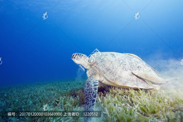 雌性綠海龜