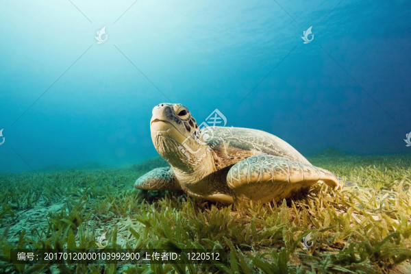 雌性綠海龜