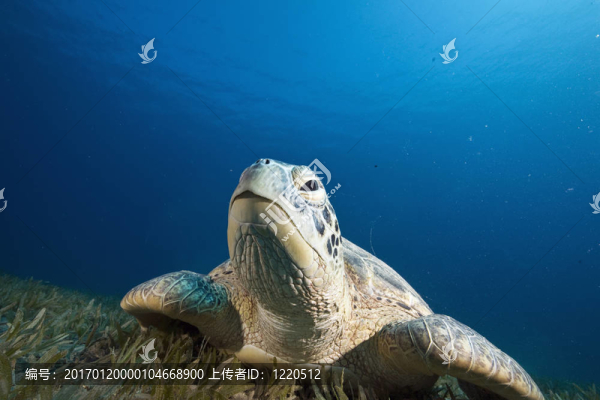 雌性綠海龜