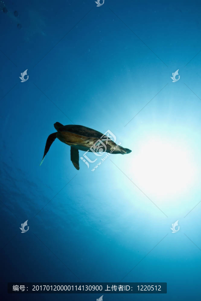 雄性綠海龜