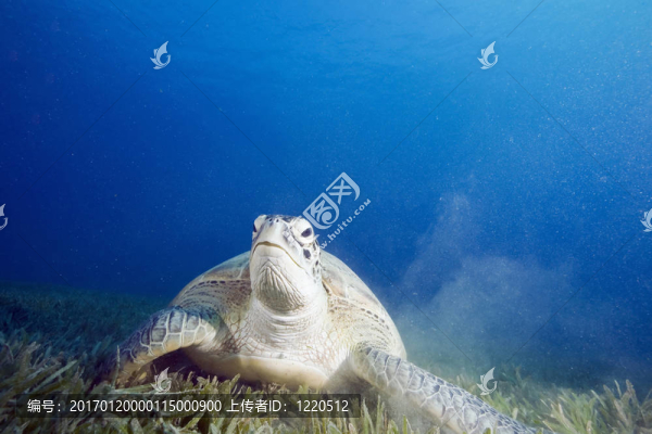 雄性綠海龜