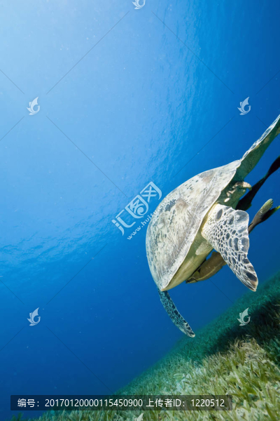 雌性綠海龜