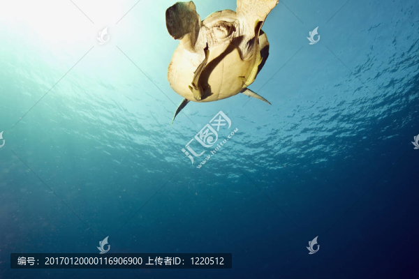 雌性綠海龜
