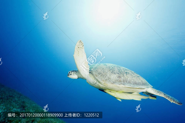 雄性綠海龜