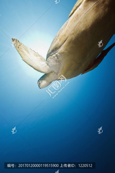 雄性綠海龜