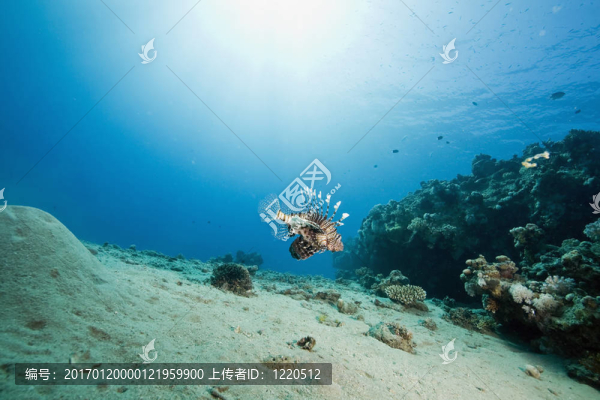 獅子魚