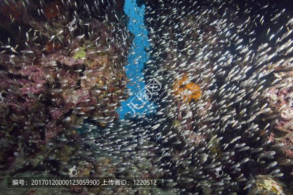 珊瑚和魚