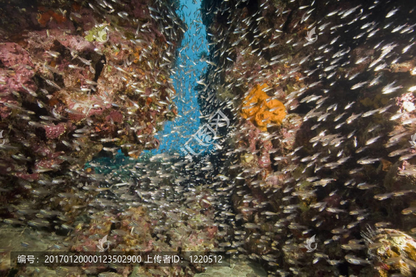 珊瑚和魚