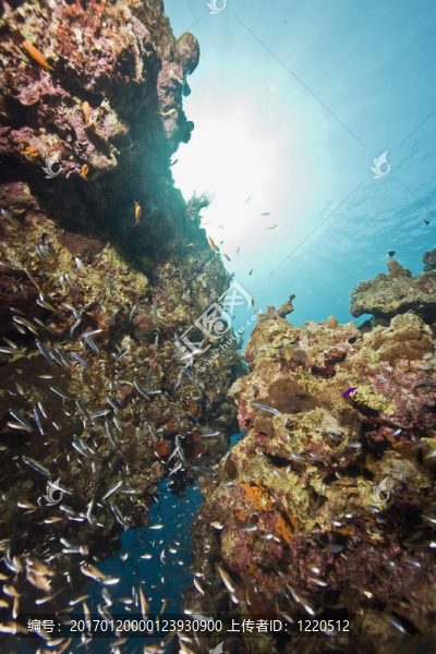 珊瑚和魚