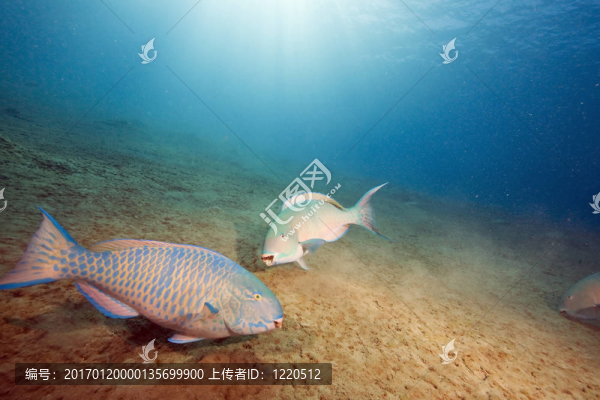 鸚嘴魚