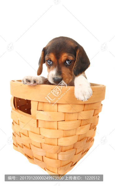 小獵犬在一個籃子里